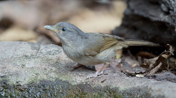 Brown-cheeked fulvetta (Alcippe poioicephala)