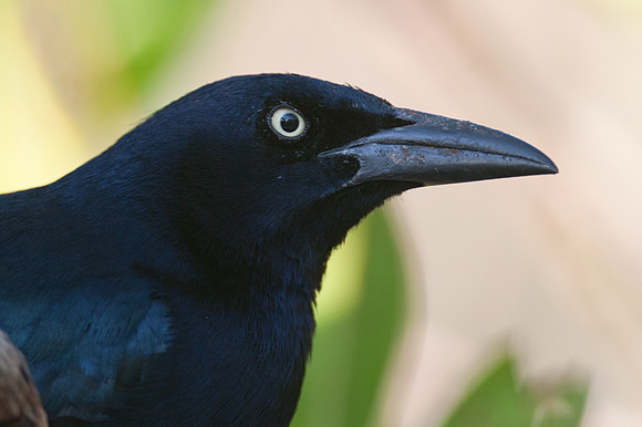 Great-tailed Grackle (Quiscalus mexicanus)