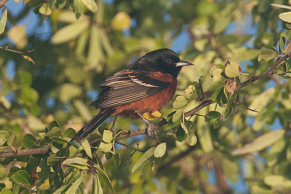 Orchard Oriole (Icterus spurius) male