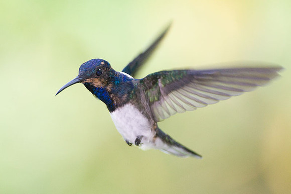 White-necked Jacobin (Florisuga mellivora) male
