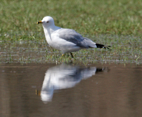 Ring-billed Gull (Larus delawarensis)