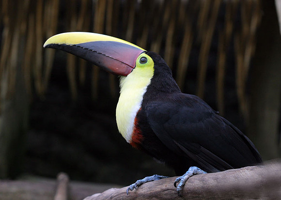 Chestnut-mandibled Toucan (Ramphastos swainsonii)
