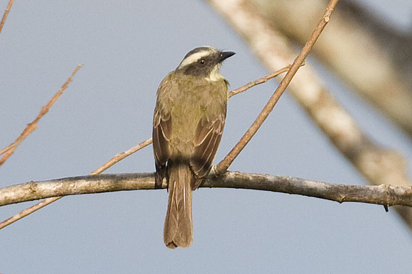 Social Flycatcher (Myiozetetes similis)