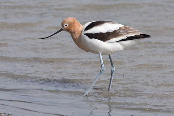 American Avocet (Recurvirostra americana)