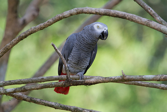 African grey parrot (Psittacus erithacus)