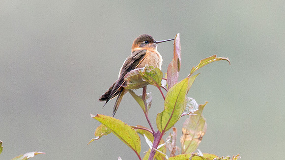 Shining Sunbeam (Aglaeactis cupripennis)