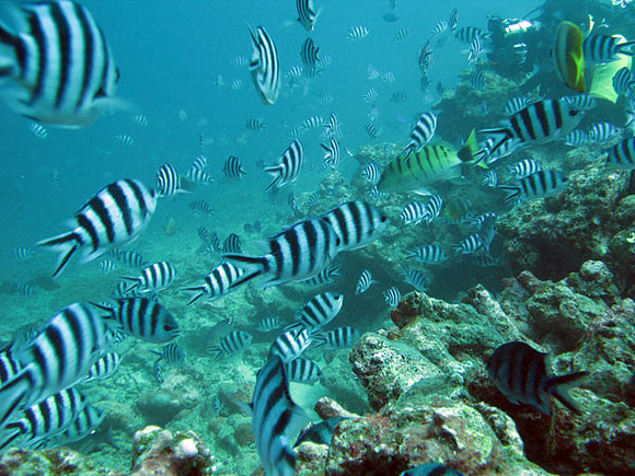 Fish