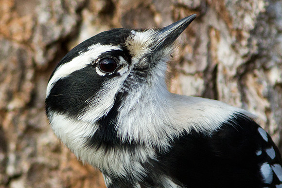 Downy Woodpecker (Picoides pubescens)