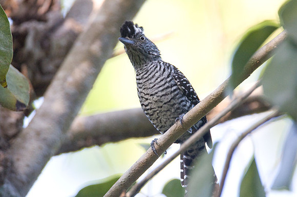 Barred Antshrike (Thamnophilus doliatus) male
