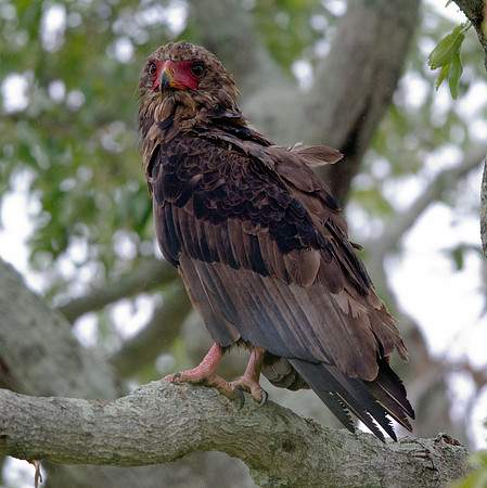 Bateleur (Terathopius ecaudatus)