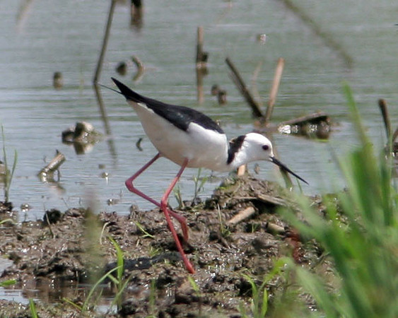 Black-winged Stilt (Himantopus himantopus) also known as Common Stilt