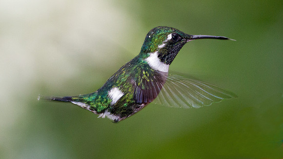 White-bellied Woodstar (Chaetocercus mulsant)