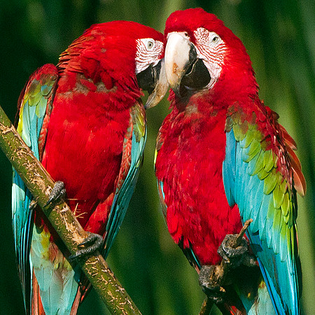 Red-and-green Macaw, (Ara chloropterus)
