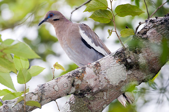 White-winged Dove (Zenaida asiatica)