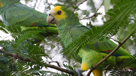 Yellow-shouldered Amazon (Amazona barbadensis)