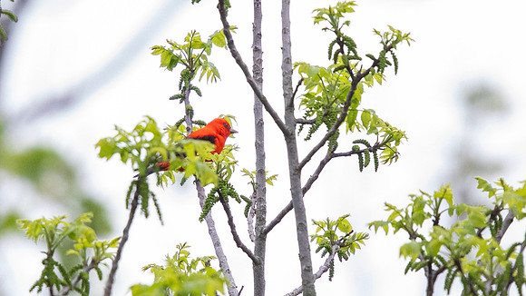 3Q2A0584 copy Scarlet tanager