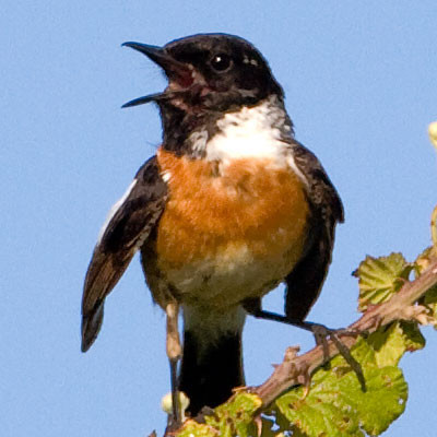 European Stonechat (Saxicola rubicola)