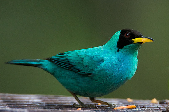 Green Honeycreeper (Chlorophanes spiza) male