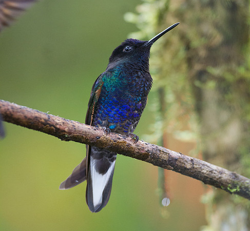 Velvet-purple Coronet (Boissonneaua jardini)