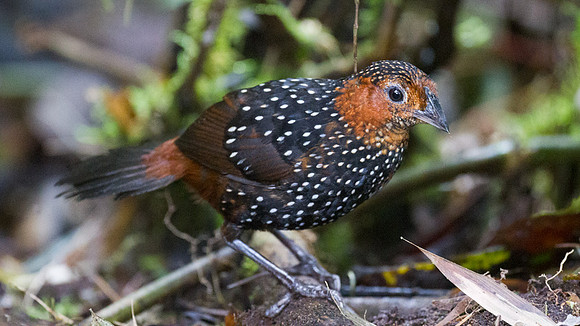 Ocellated Tapaculo (Acropternis orthonyx)