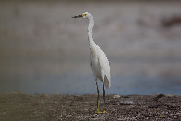 Snowy Egret (Egretta thula)