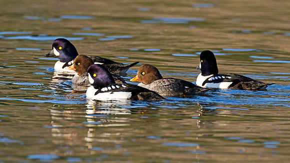Barrow's Goldeneye (Bucephala islandica)