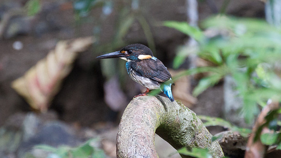 Blue-banded Kingfisher (Alcedo euryzona) male