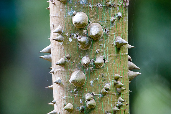 Thorn Tree
