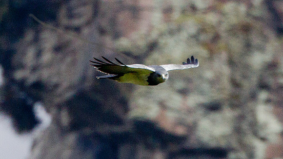 Black-chested Buzzard-Eagle (Geranoaetus melanoleucus)