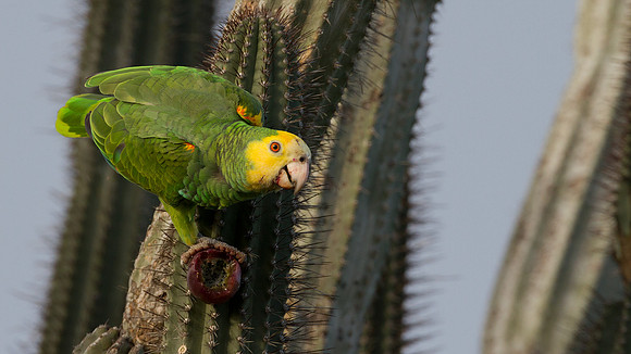 Yellow-shouldered Amazon (Amazona barbadensis)