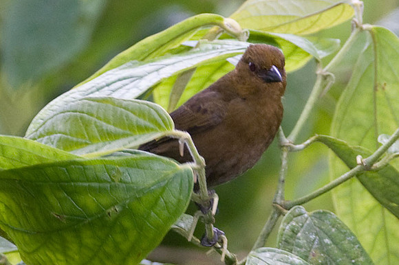 Tawny-crested Tanager (Tachyphonus delatrii) female