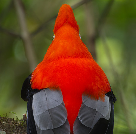 Andean Cock-of-the-rock (Rupicola peruvianus)