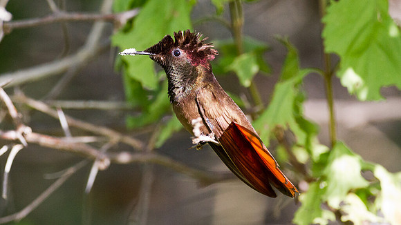 Ruby-topaz Hummingbird (Chrysolampis mosquitus) male