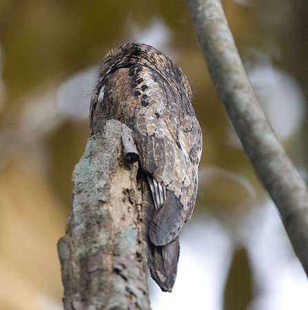 Common Potoo (Nyctibius griseus)