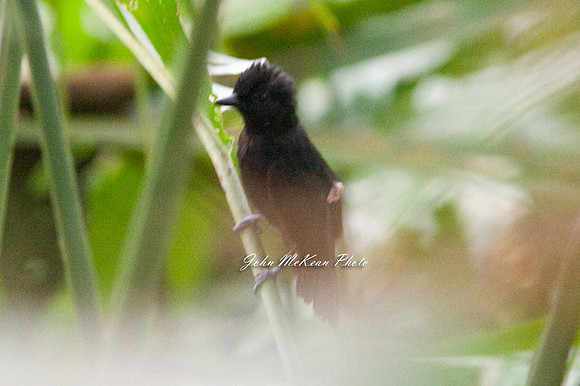 Black Antshrike (Thamnophilus nigriceps)