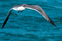 Laughing Gull (Larus atricilla)