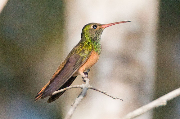 Buff-bellied Hummingbird (Amazilia yucatanensis)