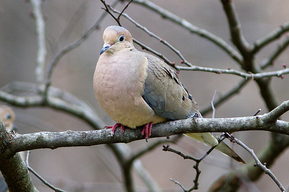 Mourning Dove (Zenaida macroura)