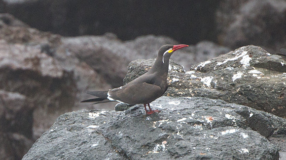 Inca Tern (Larosterna inca)