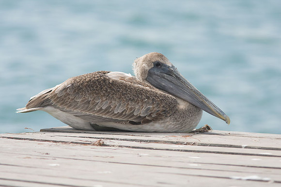 Brown Pelican (Pelecanus occidentalis) juvenile