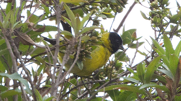 Hooded Siskin (Carduelis magellanica)