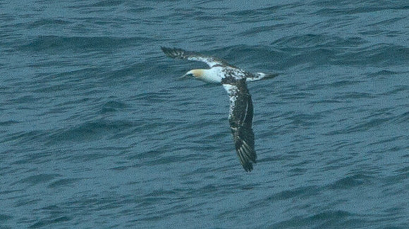 Australasian gannet (Morus serrator or Sula bassana)
