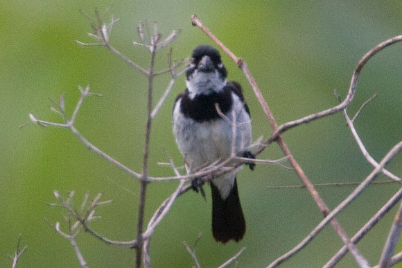 White-collared Seedeater (Sporophila torqueola) male