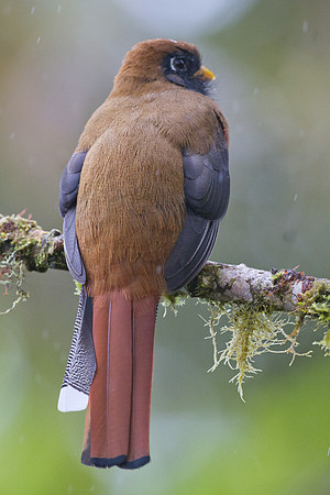 Masked Trogon (Trogon personatus)