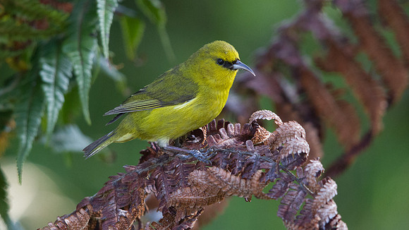 Hawaiʻi ʻAmakihi (Hemignathus virens)