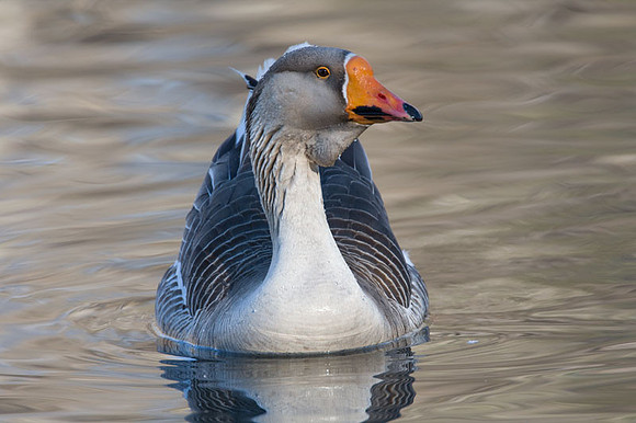 Greylag Goose (Anser anser)