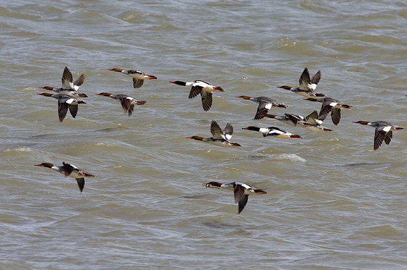 Common Merganser (Mergus merganser) also known as Goosander