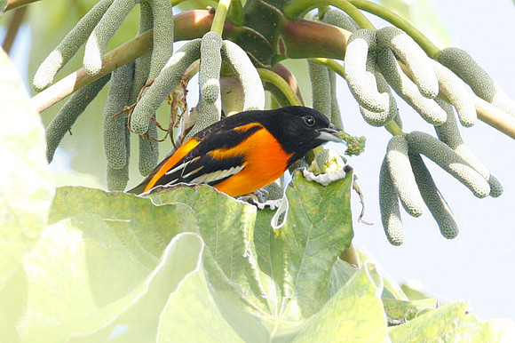 Baltimore Oriole (Icterus galbula) male