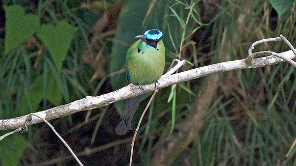 Highland Motmot (Momotus momota)