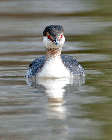 Horned Grebe (Podiceps auritus) winter plumage; also known as Slavonian Grebe
